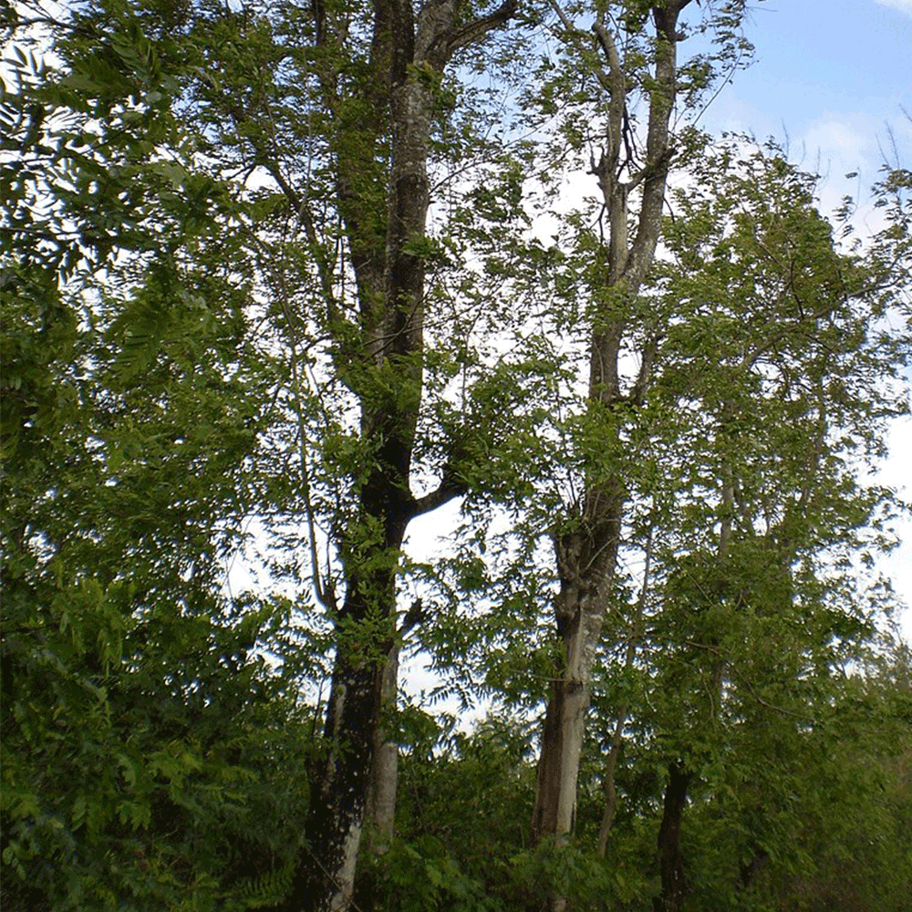 Wenge Tree 