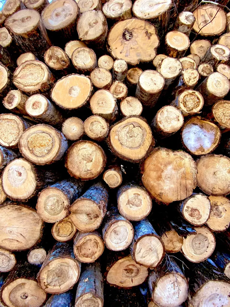 Poplar vs. Pine Which Is Stronger? [All You Need To Know]